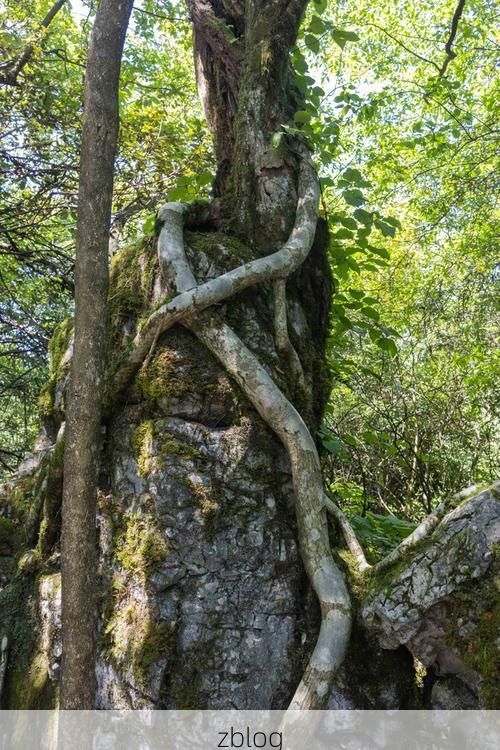 南川金佛山屏障下的防疫破口：一例输入引发的社区传播链解析