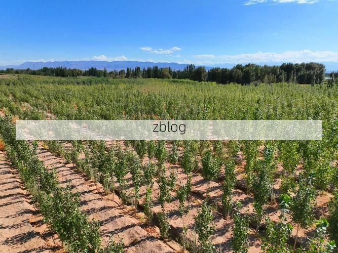 临泽风沙线上的防疫屏障：戈壁绿洲如何实现零感染？