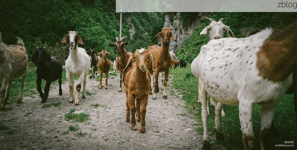 高原小城防疫样本：乡城零感染背后的地理屏障与社区网格_54013
