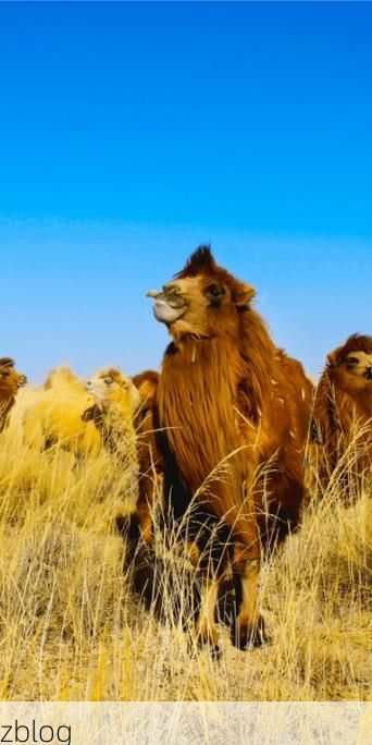 乌拉特后旗：戈壁屏障下的零感染坚守与防控逻辑