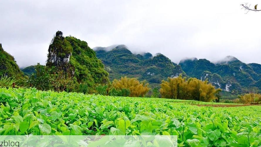 忻城：桂中喀斯特屏障下的零感染坚守