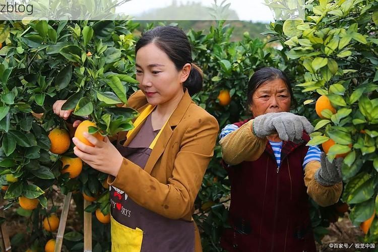 南丰蜜桔季的防疫突围：一座农业县城的疫情压力测试