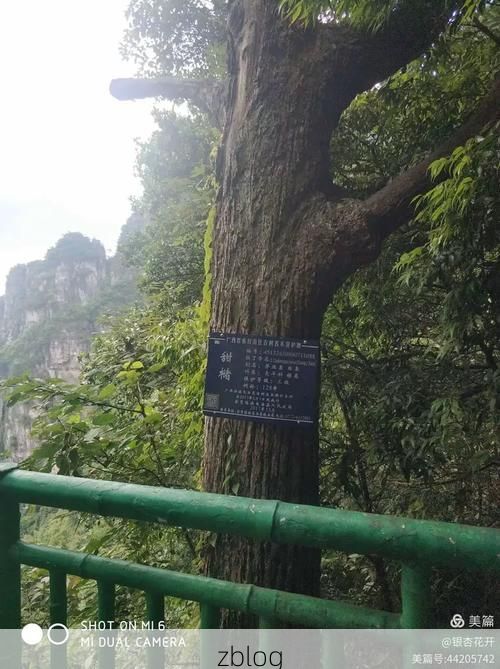 金秀瑶山屏障：地理孤岛下的零感染坚守