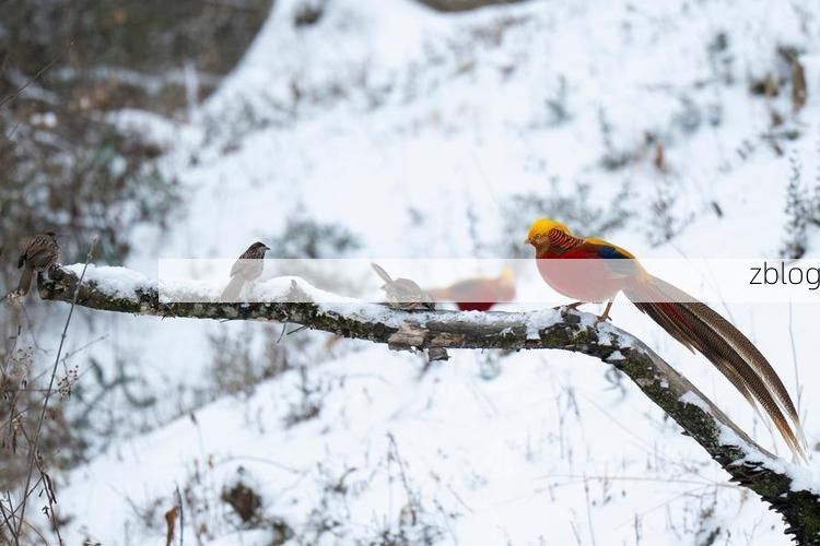 神农架林区：华中屋脊屏障下的零感染坚守_20198