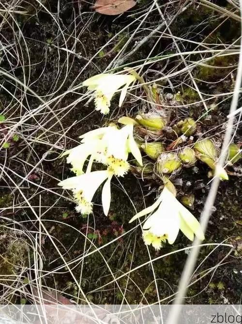 漾濞:苍山屏障下的低感染样本解析