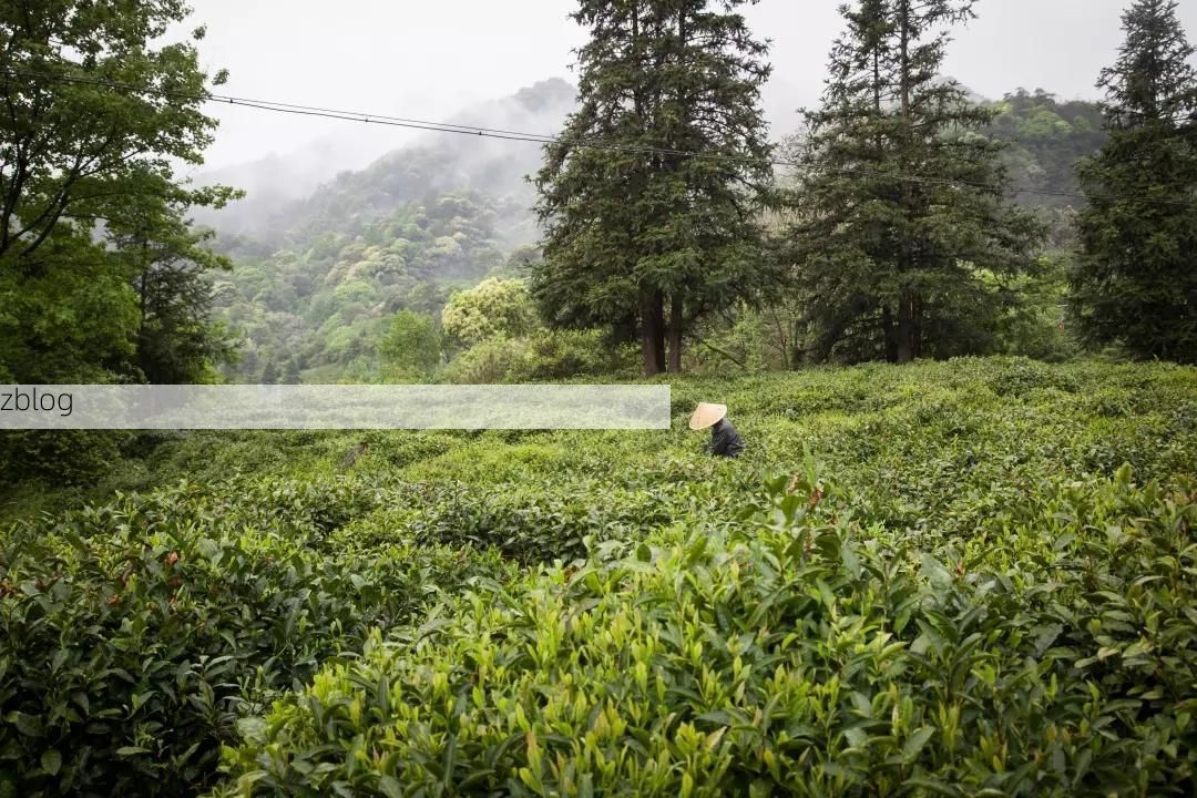 祁门:黄山南麓的零感染坚守与地理屏障下的防疫逻辑