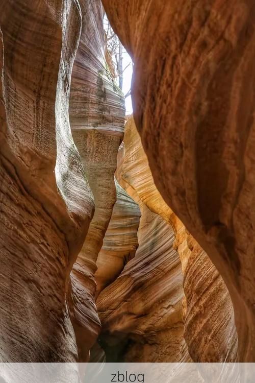 米林：高原峡谷中的零感染防线如何筑成？