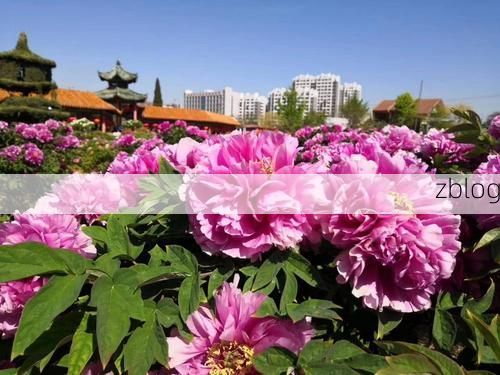 菏泽牡丹之城的防疫考卷：交通枢纽下的防控压力测试