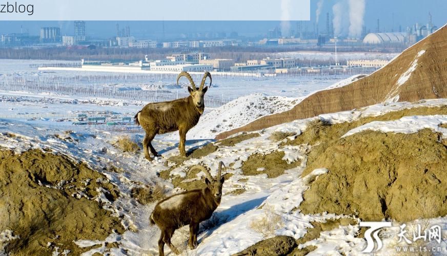 彭州：成都平原北部门户的防疫地理学