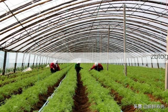 寿光蔬菜动脉下的疫情阻击战