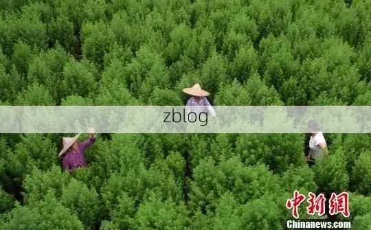 贵州万山:高原矿城零感染背后的地理屏障与防控实践