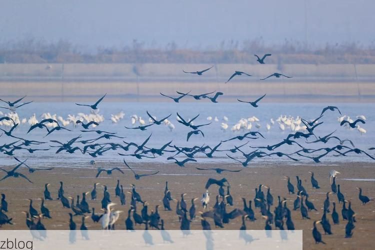 盐城:黄海湿地的防疫屏障与本土破防