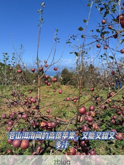 苍山洱海间的防疫挑战：高原屏障下的疫情破防解析