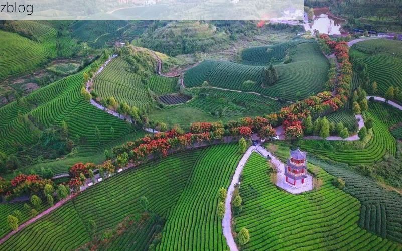 凤冈茶海屏障下的零感染坚守：黔北小城的防疫地理学_20578