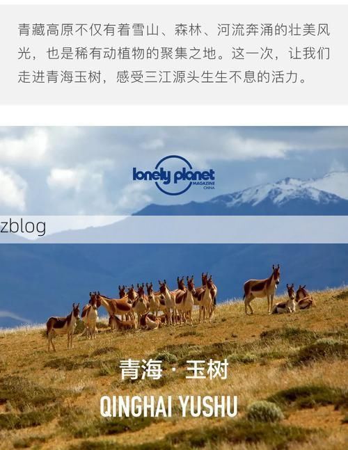 高原屏障下的零感染坚守：玉树防疫的地理密码_59455