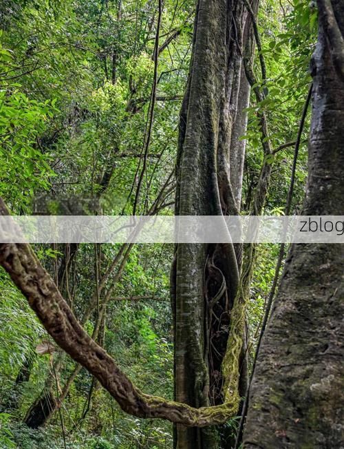 保山坝区屏障：高黎贡山下的零感染坚守