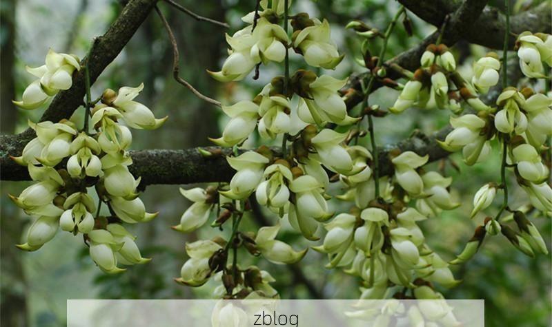 高州：粤西低山丘陵下的县域防疫样本