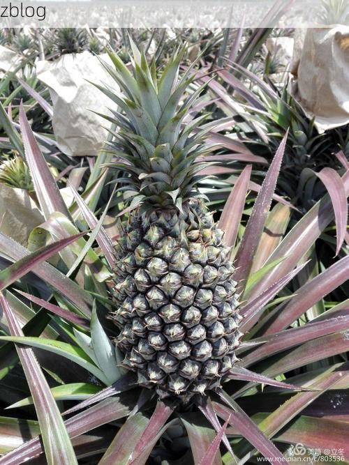 麻章区：雷州半岛交通枢纽的疫情防线与破防时刻_3702