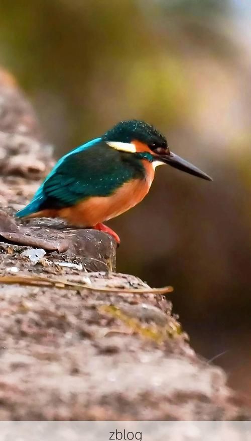 【夹江：青衣江畔的防疫坚守与地理屏障下的挑战】