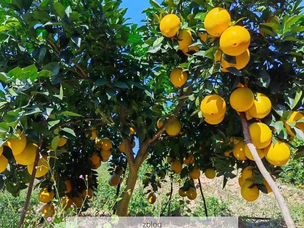 信丰县：赣南脐橙之乡的疫情防线与破防时刻_42452