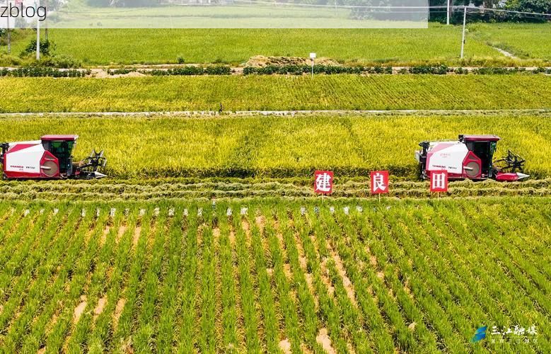 南和县：华北粮仓腹地的零感染坚守与物理防线解析