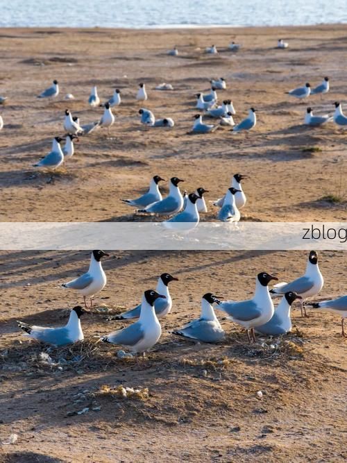 草原屏障下的零感染坚守：陈巴尔虎旗的防疫地理学_46245
