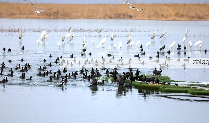 桃城防疫：衡水湖湿地屏障下的社区防控实践