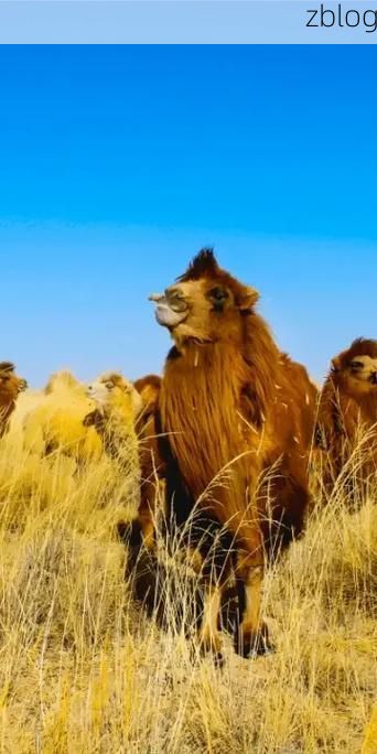 乌拉特后旗：戈壁屏障下的零感染坚守与防控逻辑