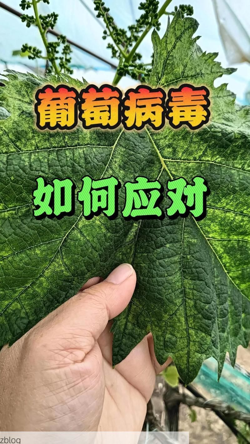 弥勒：高原葡萄园的防疫屏障与破防时刻