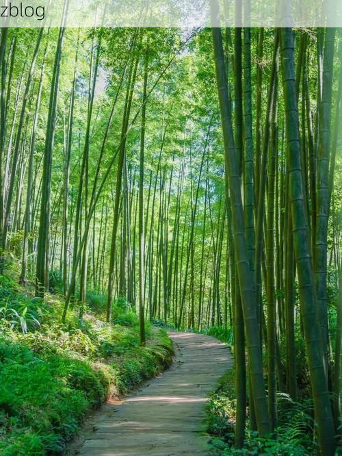 安吉竹海屏障下的零感染坚守：生态优势如何构筑防疫堡垒